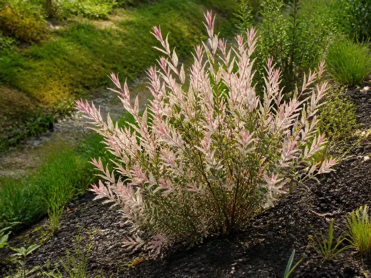 Compact dappled willow with pink, cream, and green new leaves beside a moist garden swale