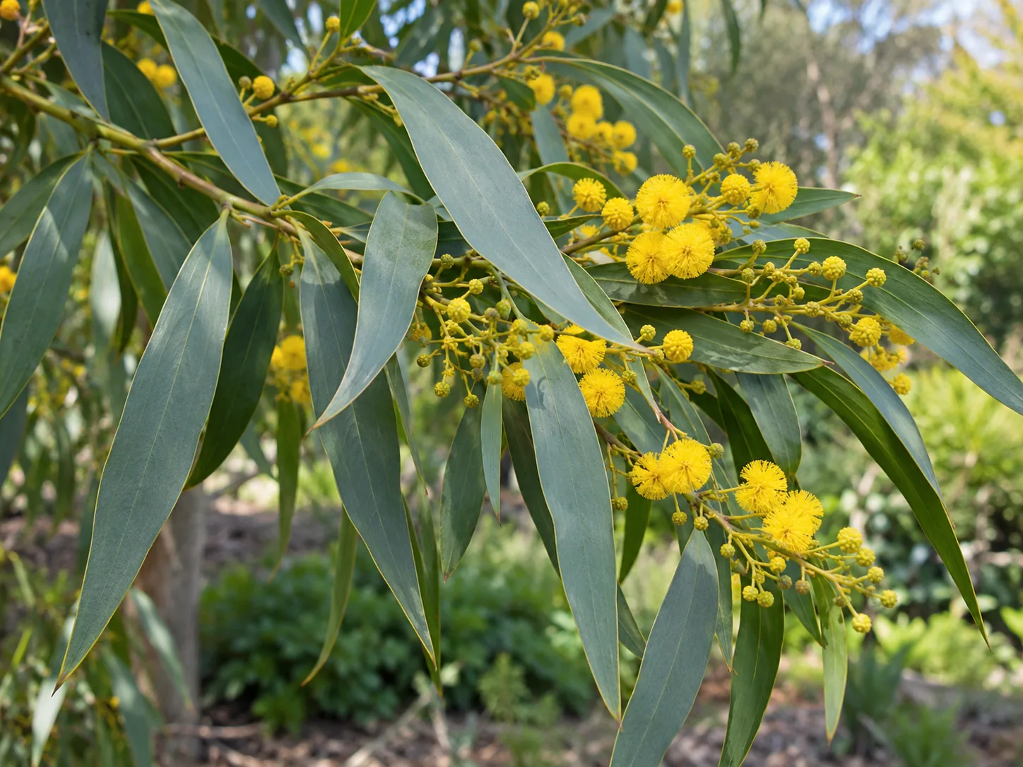 Long, flat gray-green phyllodes and yellow flowers on Acacia saligna