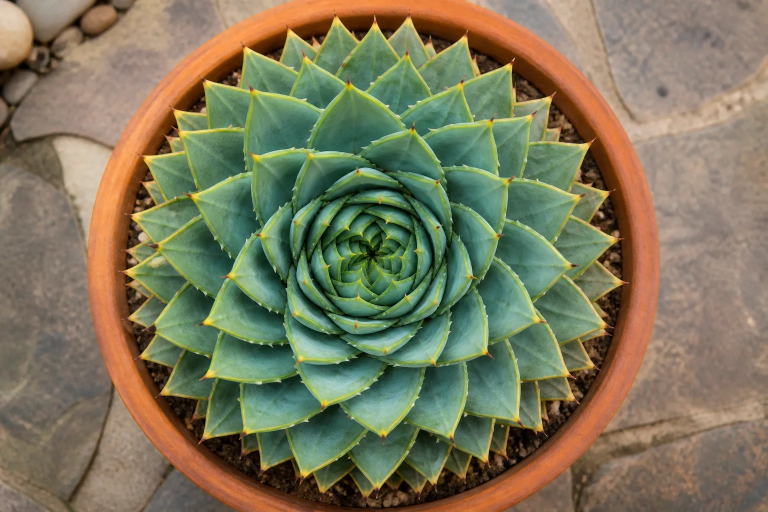 Spiral aloe rosette with geometric blue-green leaves in a terracotta pot