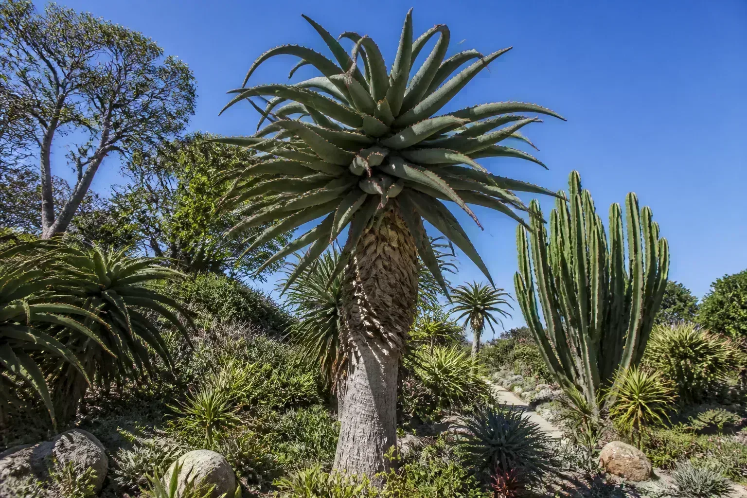 Tall tree aloe with trunk and leafy crown in a frost-free succulent garden