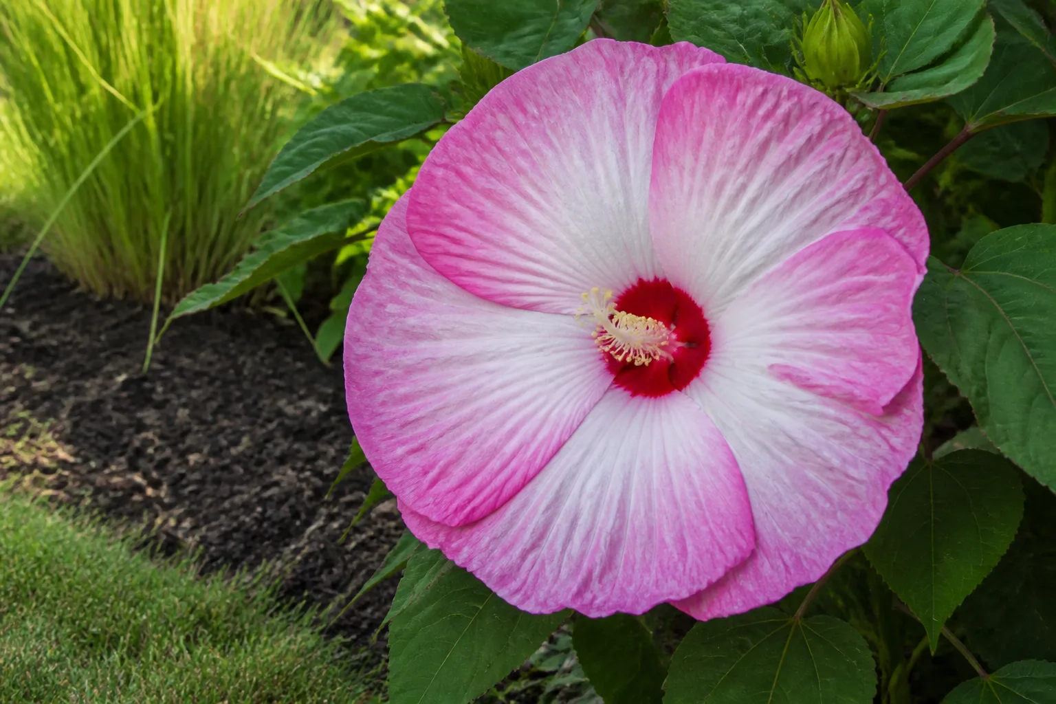 Enormous pink and white dinner-plate hardy hibiscus bloom with matte green leaves in a sunny moist garden bed