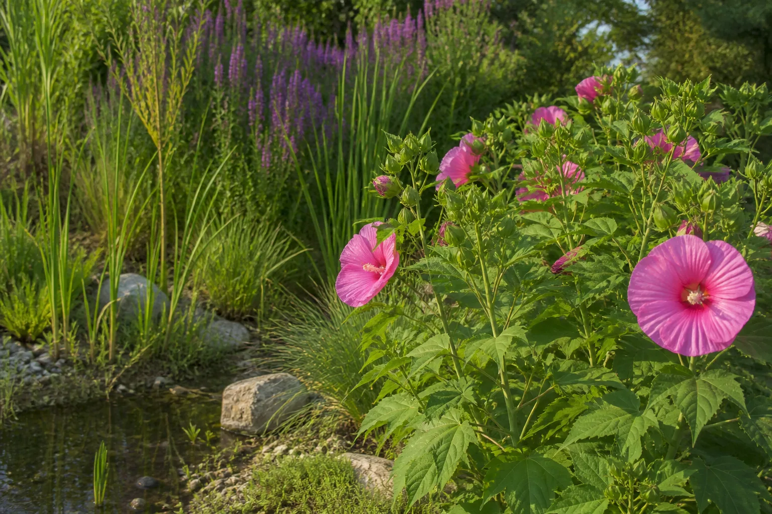 Pink swamp rose mallow hibiscus flowering at the edge of a moist rain garden in afternoon light
