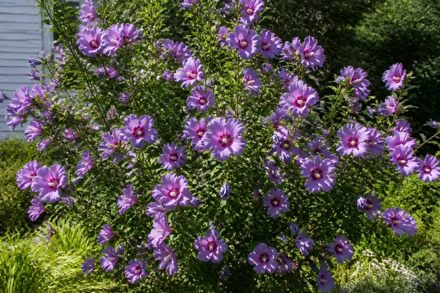 Rose of Sharon shrub in full summer bloom with lavender-purple flowers along woody branches in a sunny border