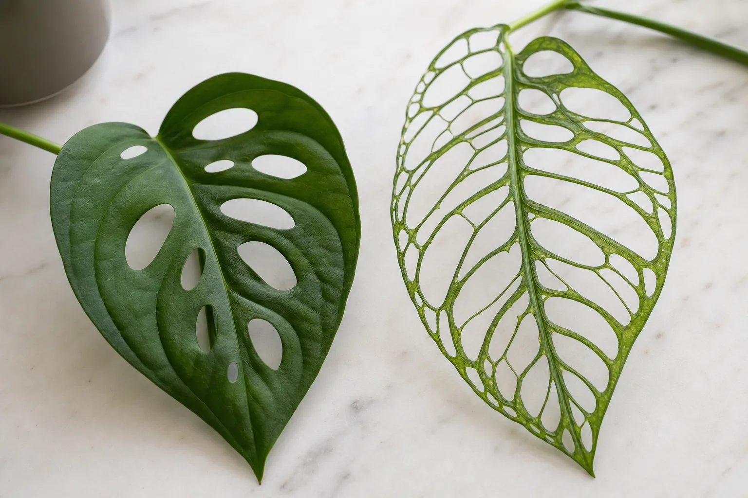 7. monstera acuminata
