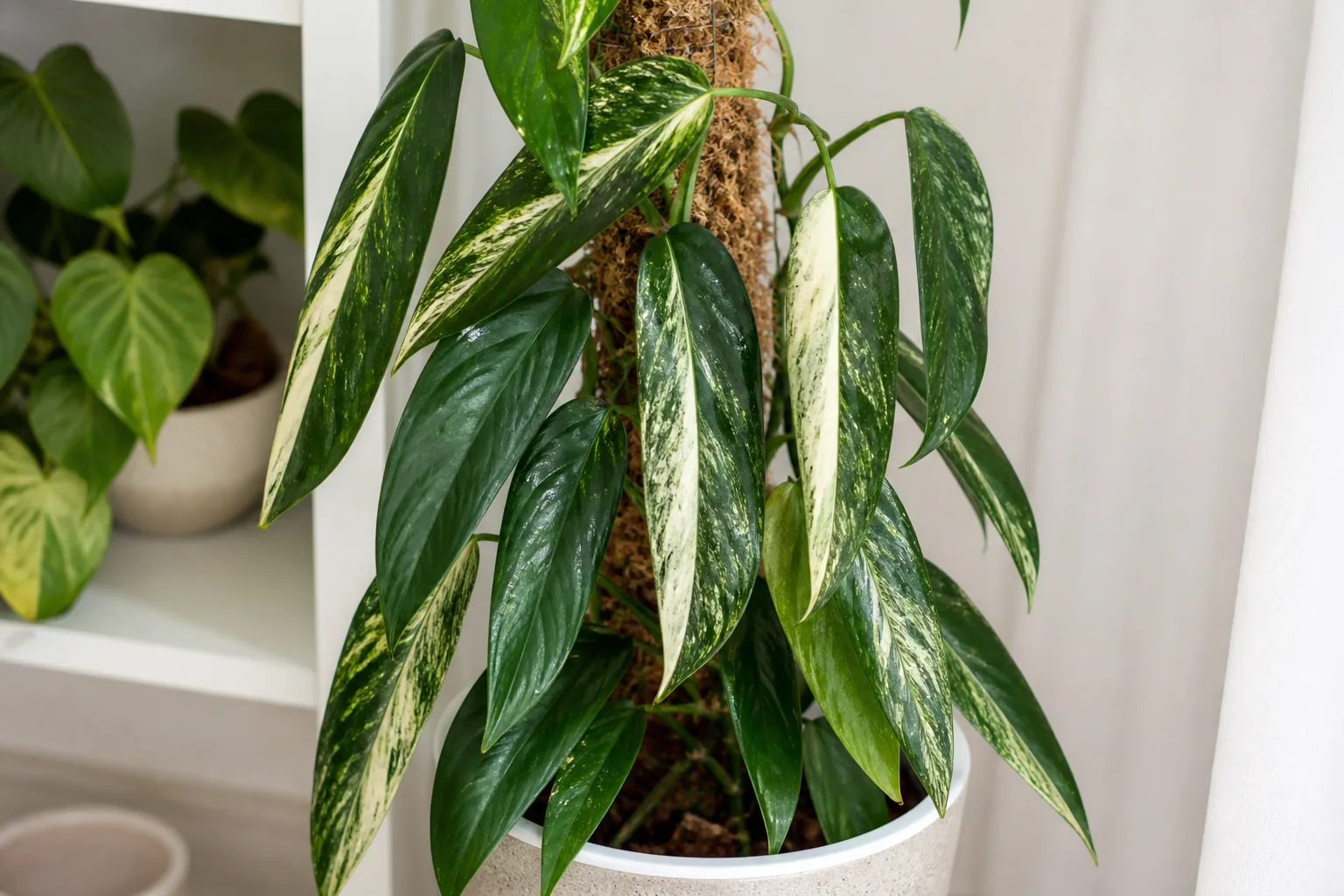 Monstera standleyana narrow variegated leaves without fenestrations on a moss pole