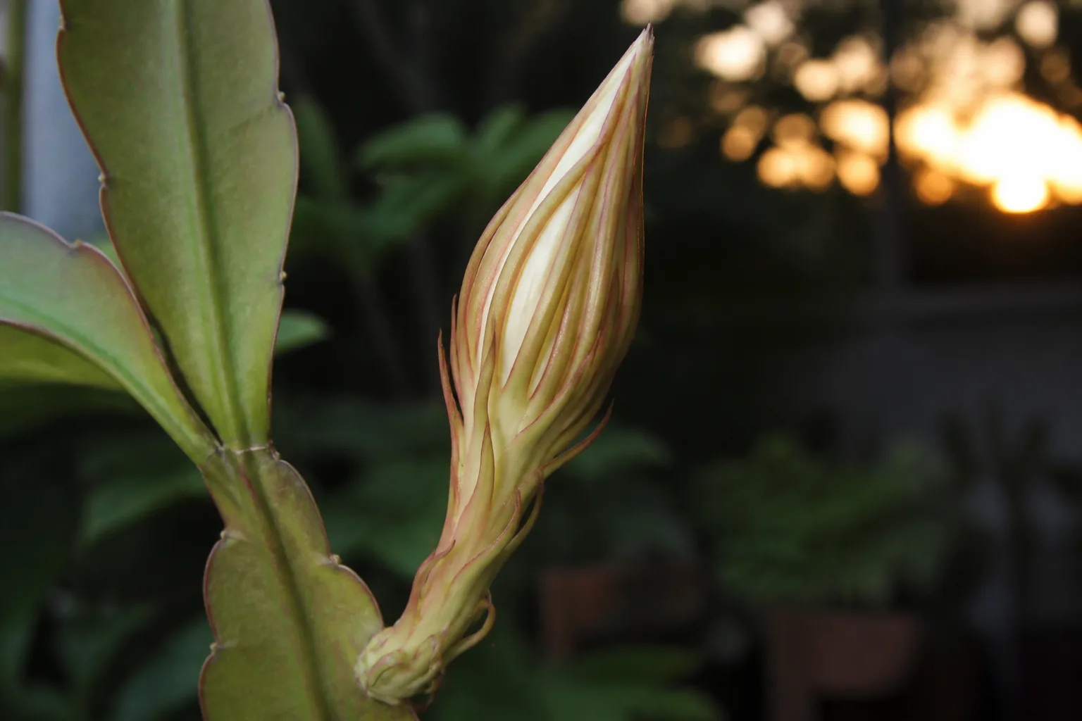 Upward-pointing night-blooming cereus flower bud on flat Epiphyllum stem before opening