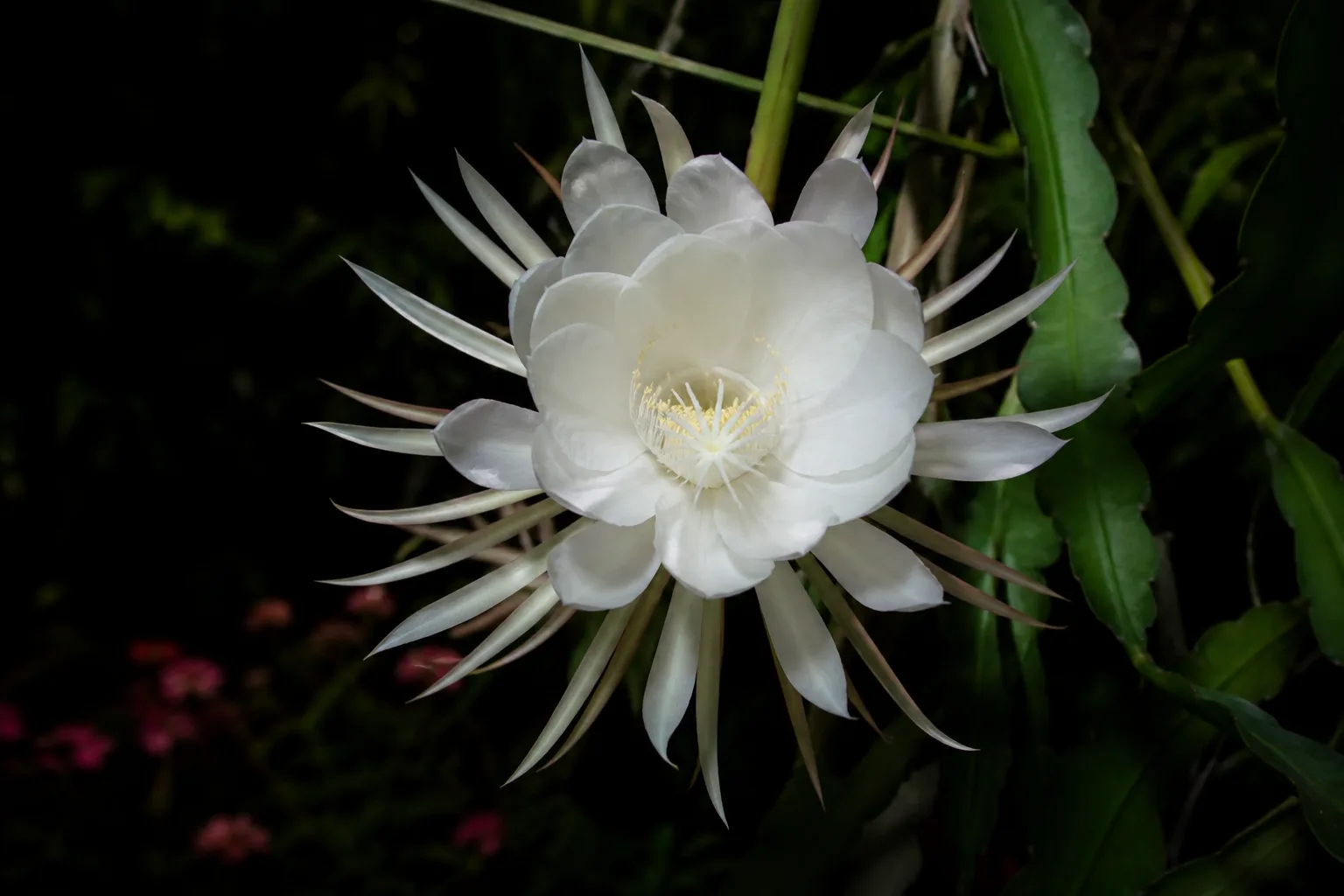 Large white queen of the night flower open at night on flat Epiphyllum stems with soft moonlit garden background