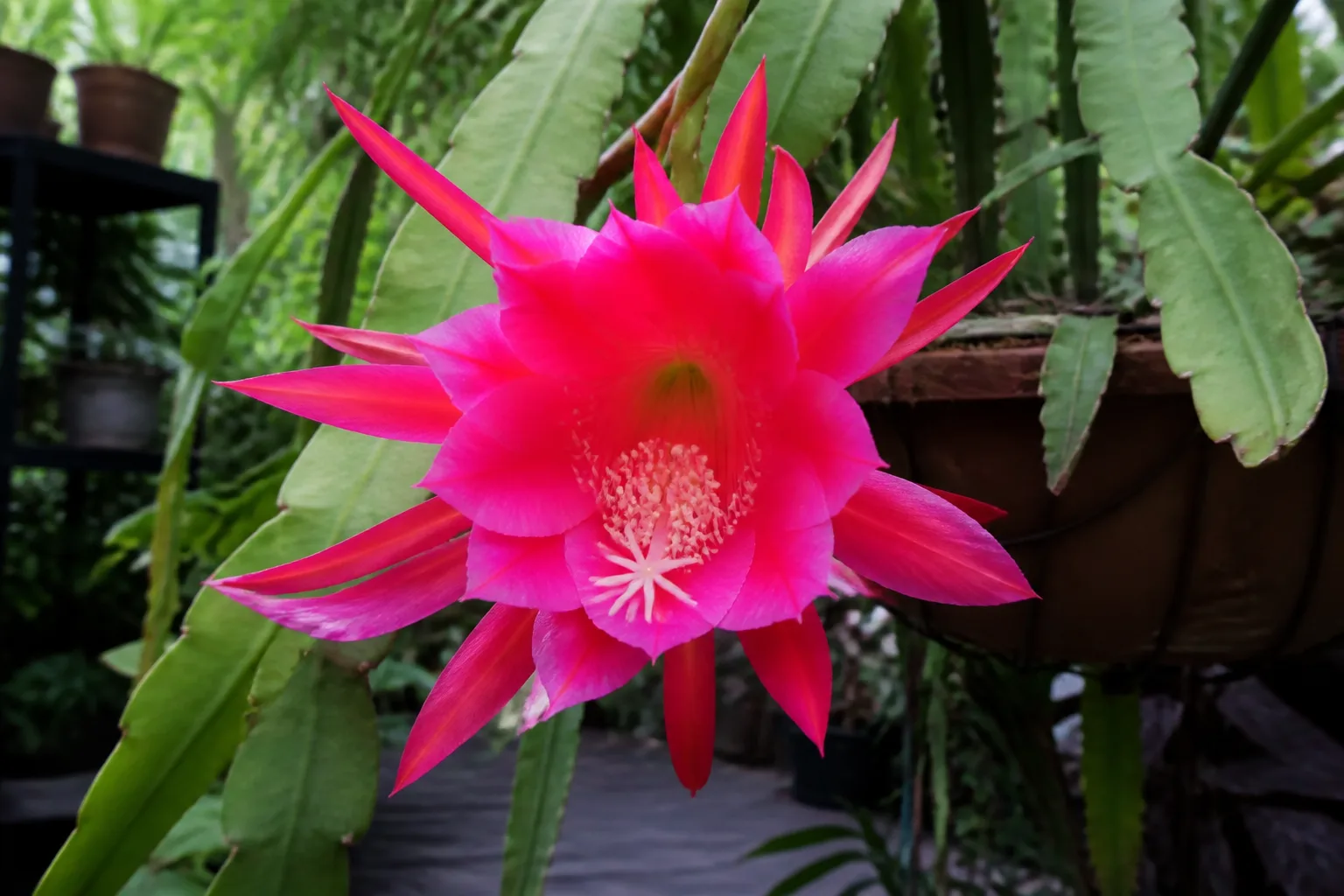 Pink orchid cactus Epiphyllum hybrid with large deep pink night-blooming flower on flat stems