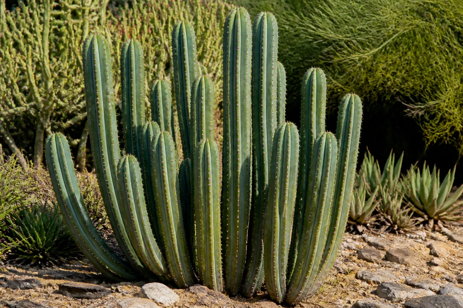 Multi-stemmed San Pedro cactus Echinopsis pachanoi blue-green columnar stems in full sun outdoor garden