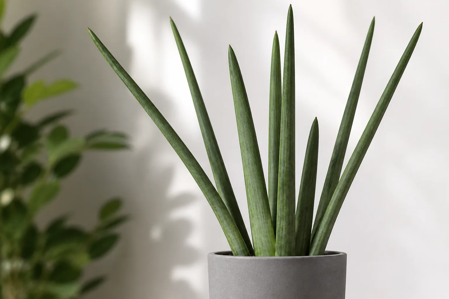 Cylindrical African spear snake plant with round gray-green tubular leaves arching from a central crown