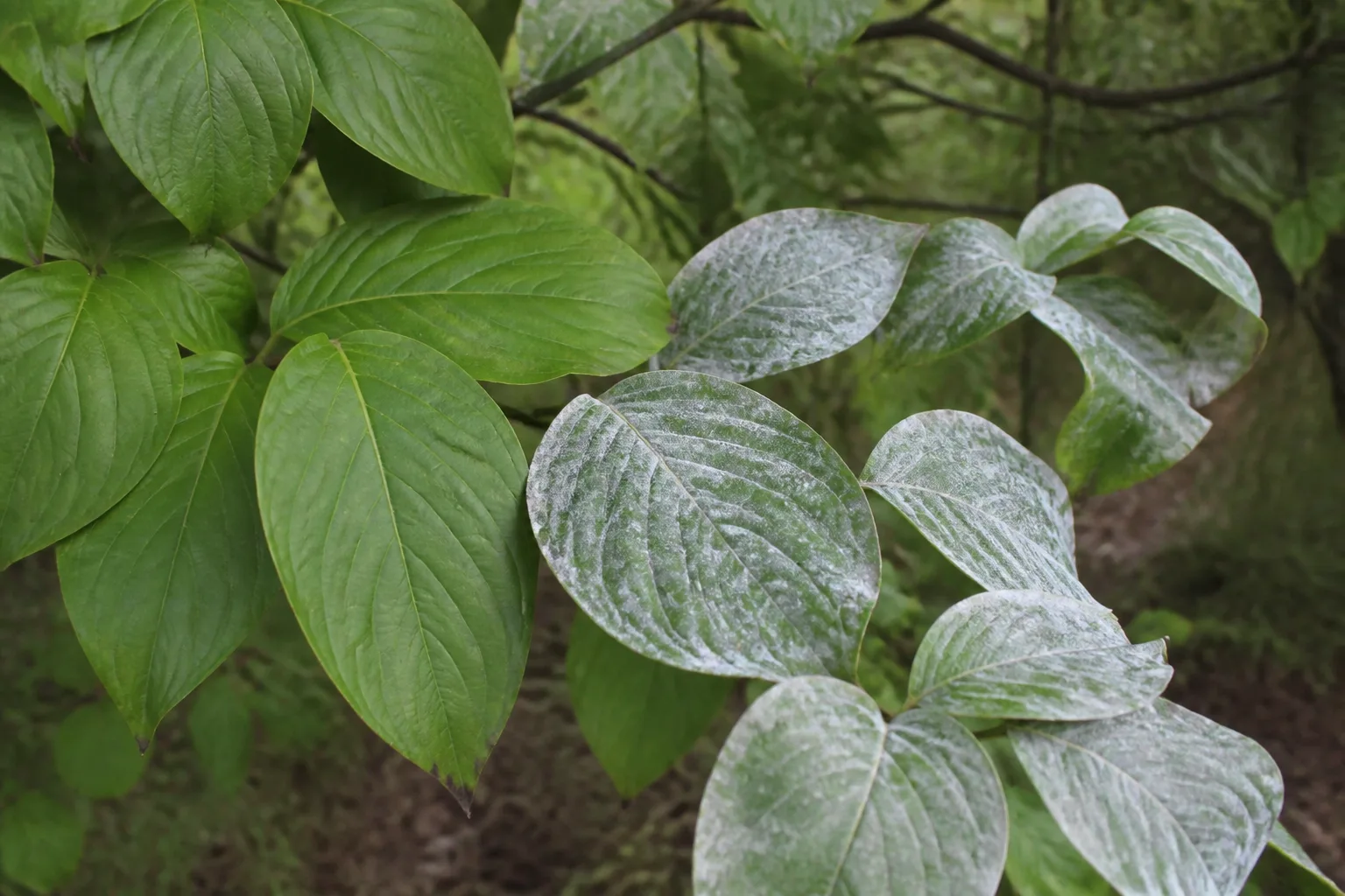 White powdery mildew coating on cucurbit leaves in a vegetable garden bed