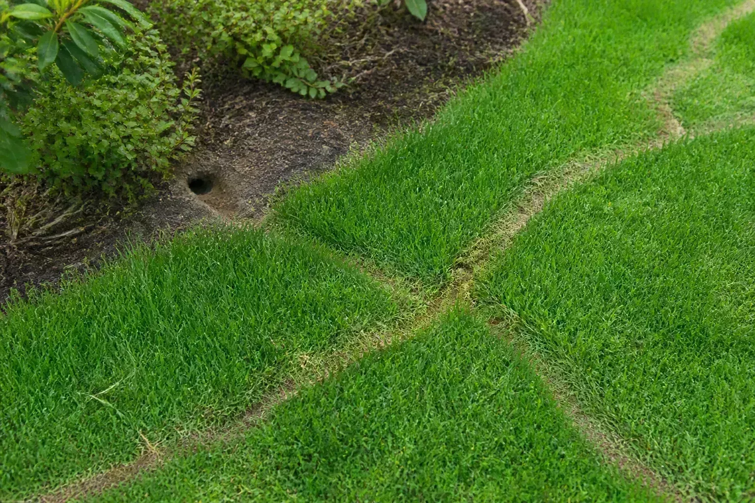 Vole surface runways trampled through grass near a garden bed in winter