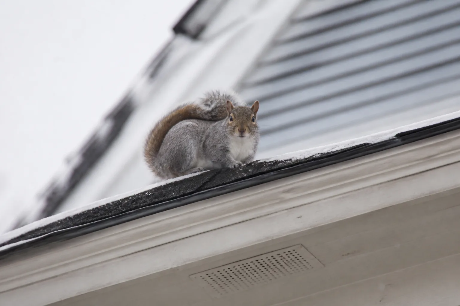 Gray squirrel perched on a residential roof eave near a soffit vent in winter