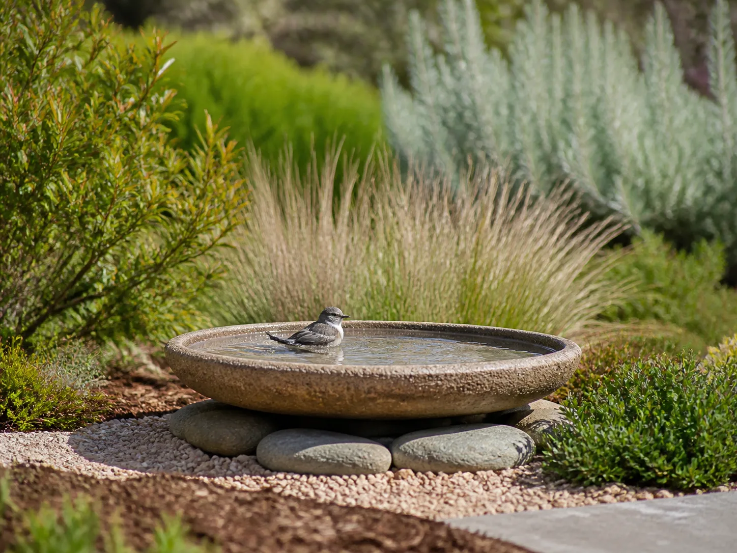 A small songbird using a shallow birdbath in a planted backyard