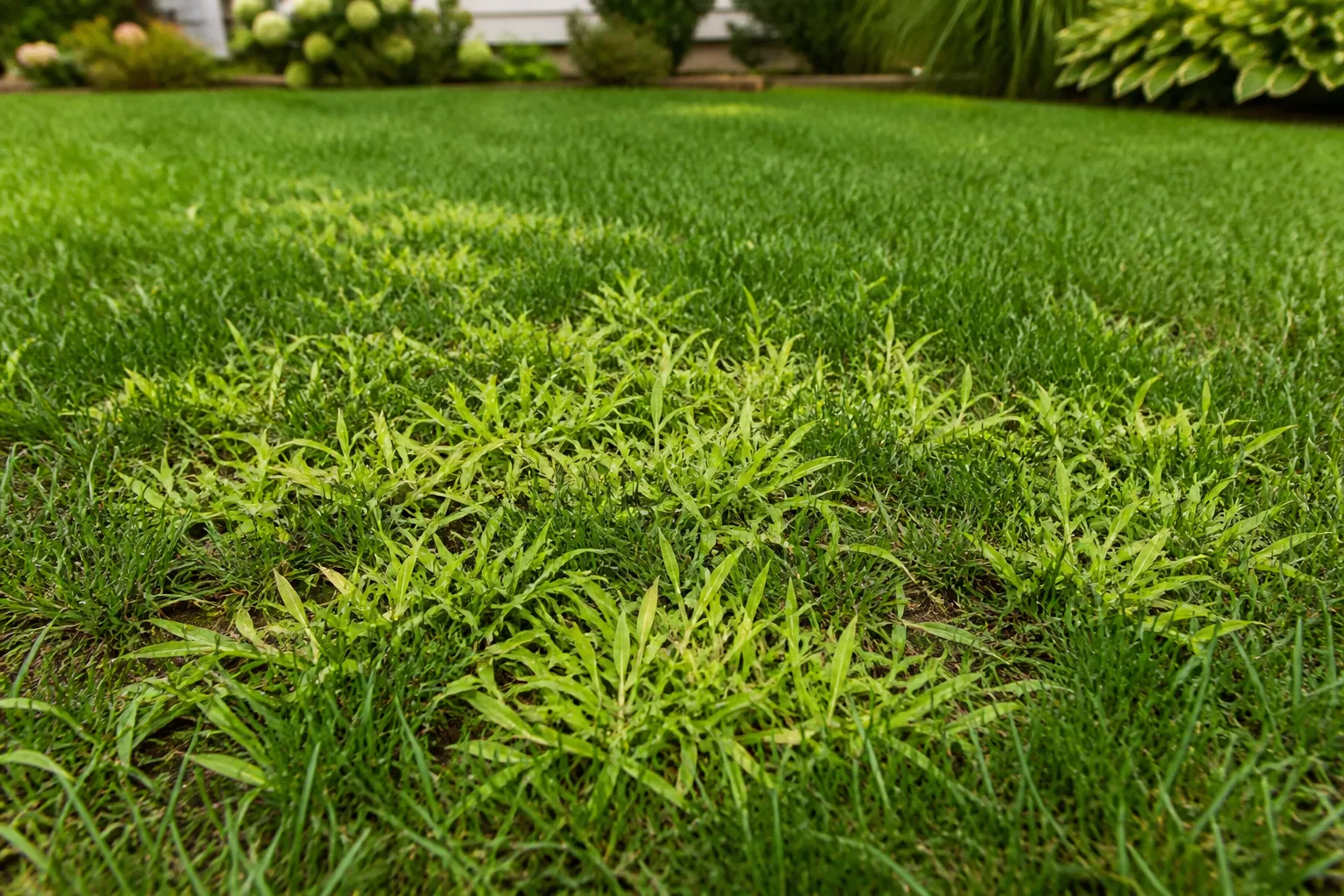 Pale crabgrass clumps spreading low among darker cool-season turf in a summer lawn