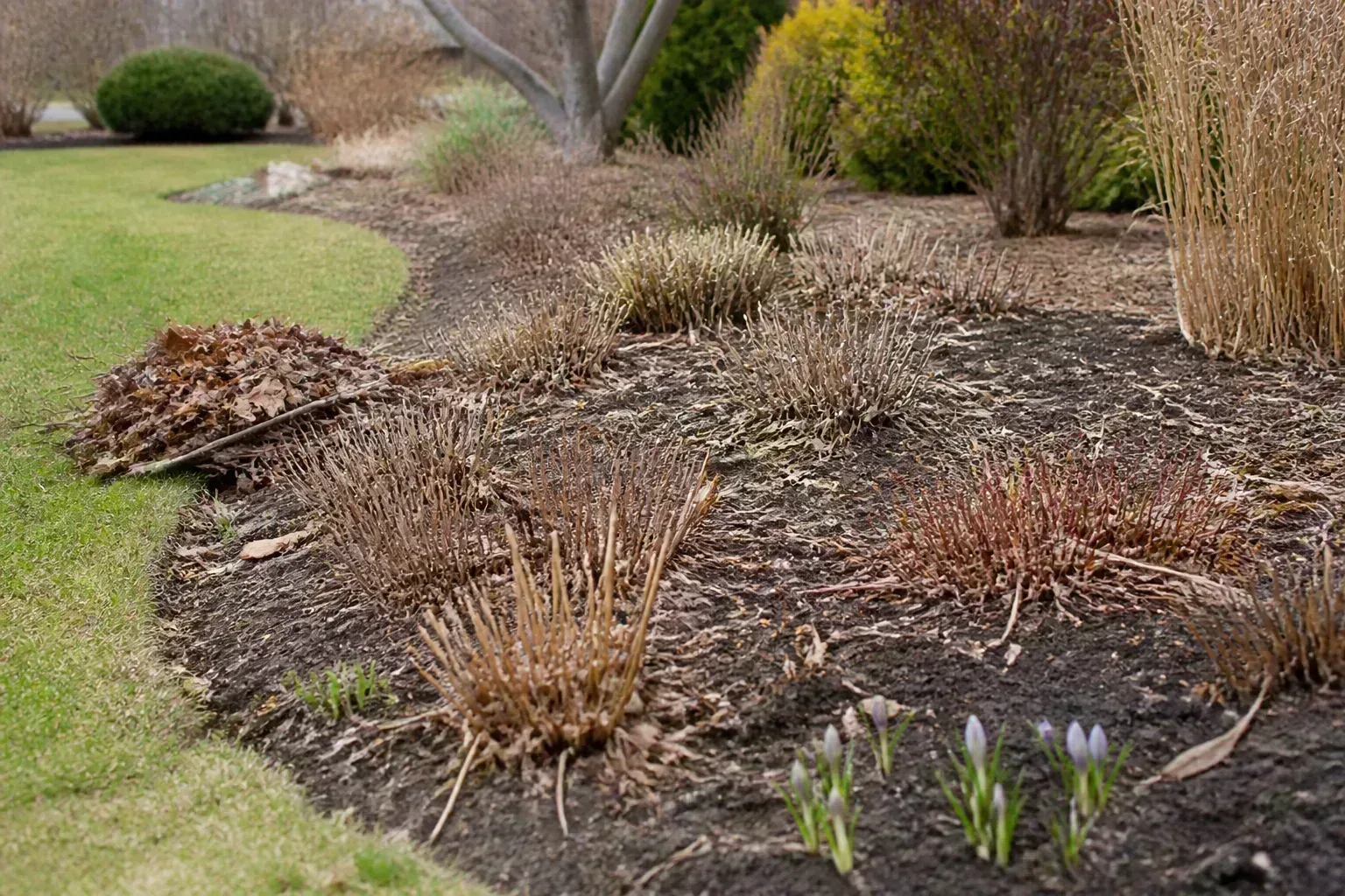 Dormant flower bed cleared of debris with leaf mulch and early bulb shoots on a mild late-winter day