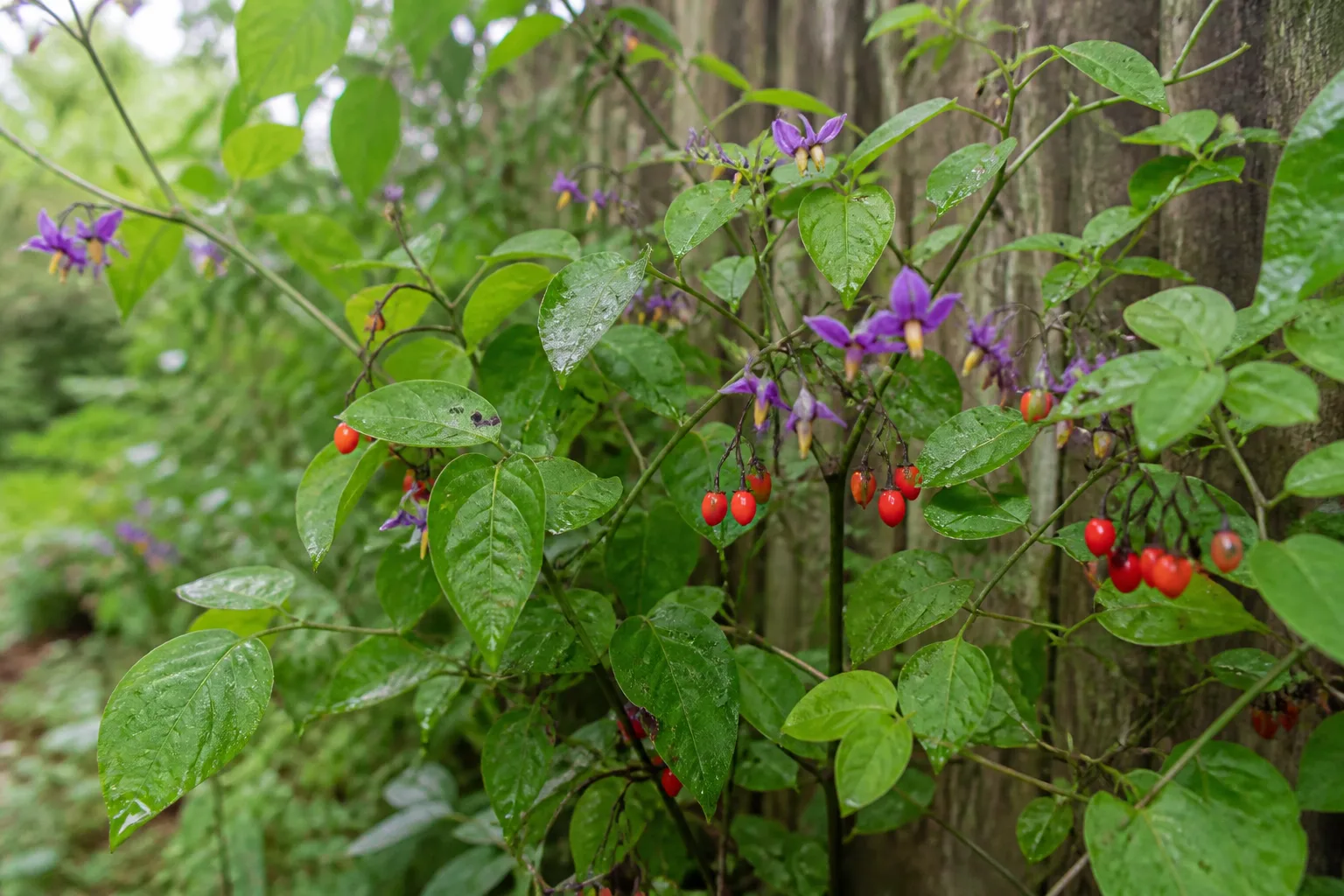 Bittersweet nightshade vine with purple flowers and glossy red berries along a garden fence