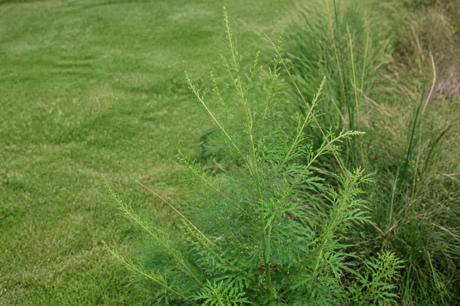 Common ragweed with deeply lobed leaves and green flower spikes in an unmowed yard corner