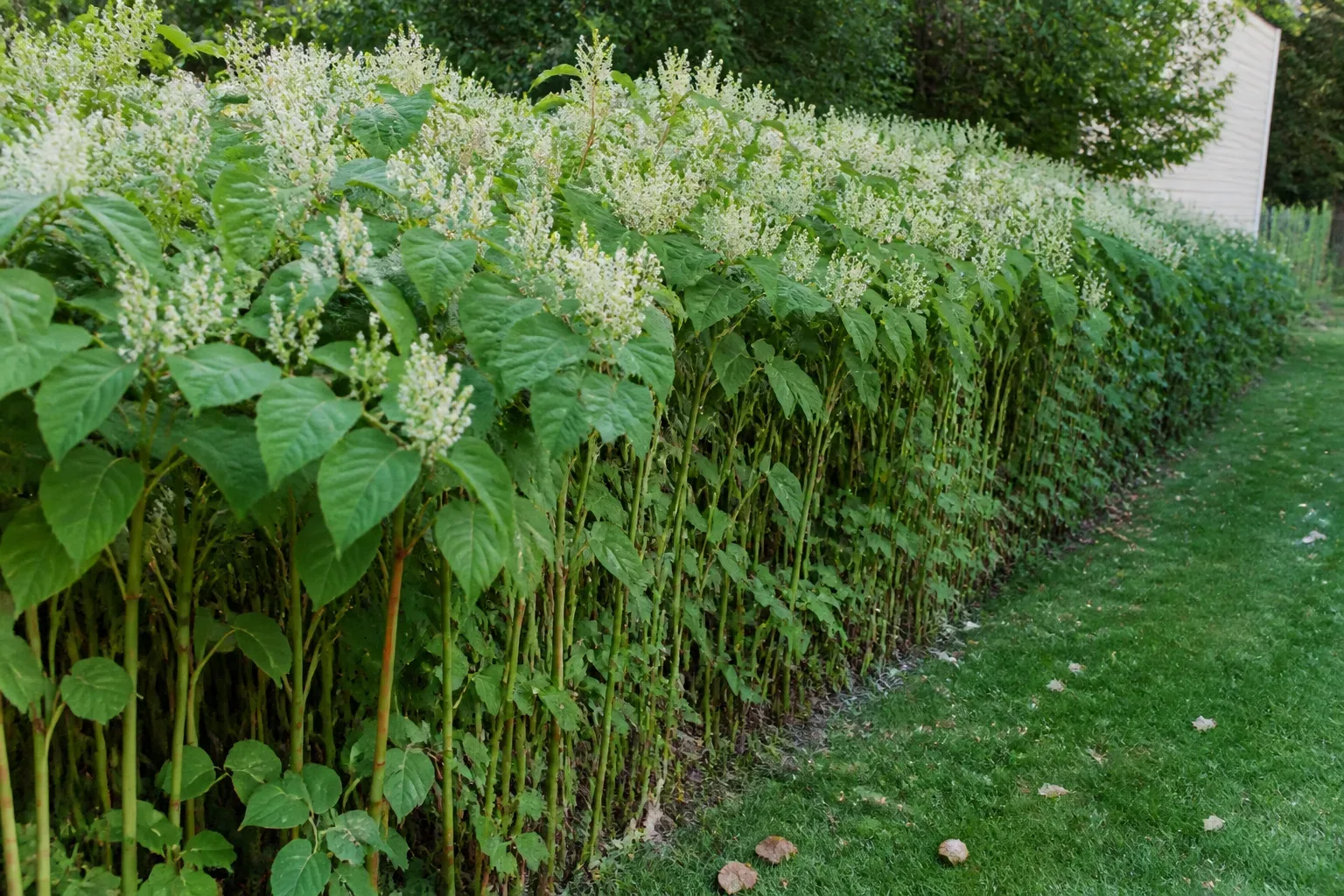 Dense stand of Japanese knotweed with bamboo-like stems and white flower plumes along a property edge