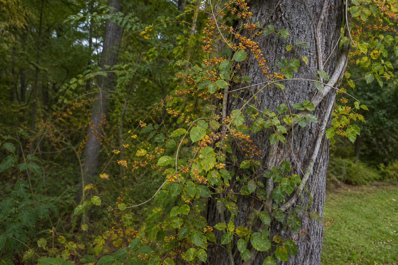 Oriental bittersweet vine with yellow-orange seed capsules climbing and wrapping a tree trunk