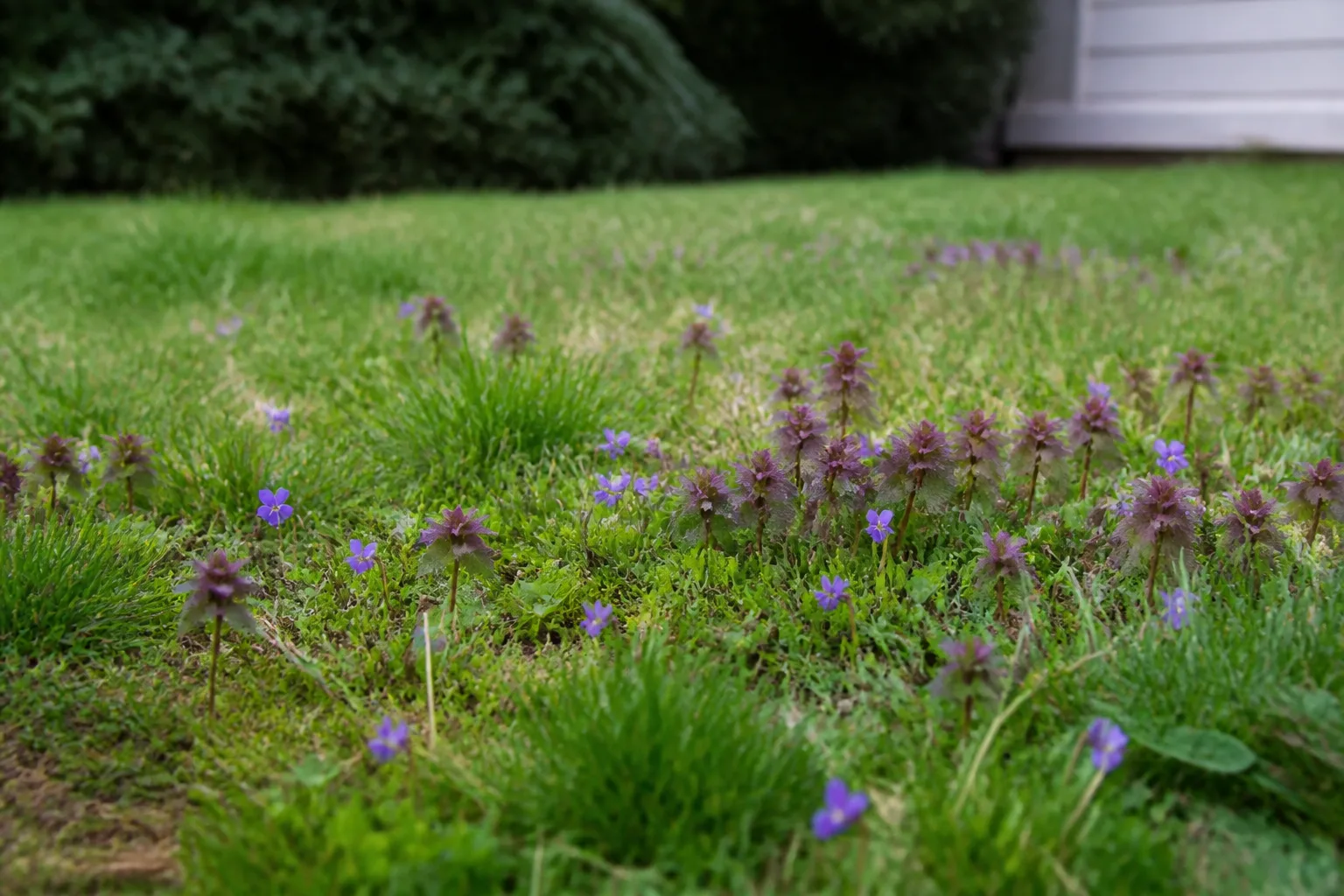 Early spring lawn with scattered purple-flowering weeds blooming among green grass