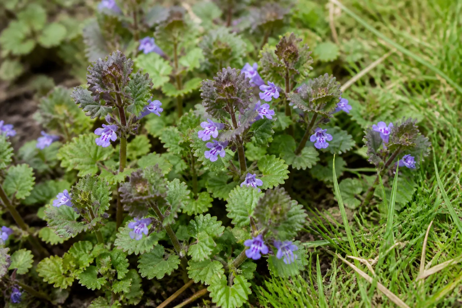 Close-up of creeping ground ivy with scalloped leaves and small purple funnel-shaped flowers at a lawn edge