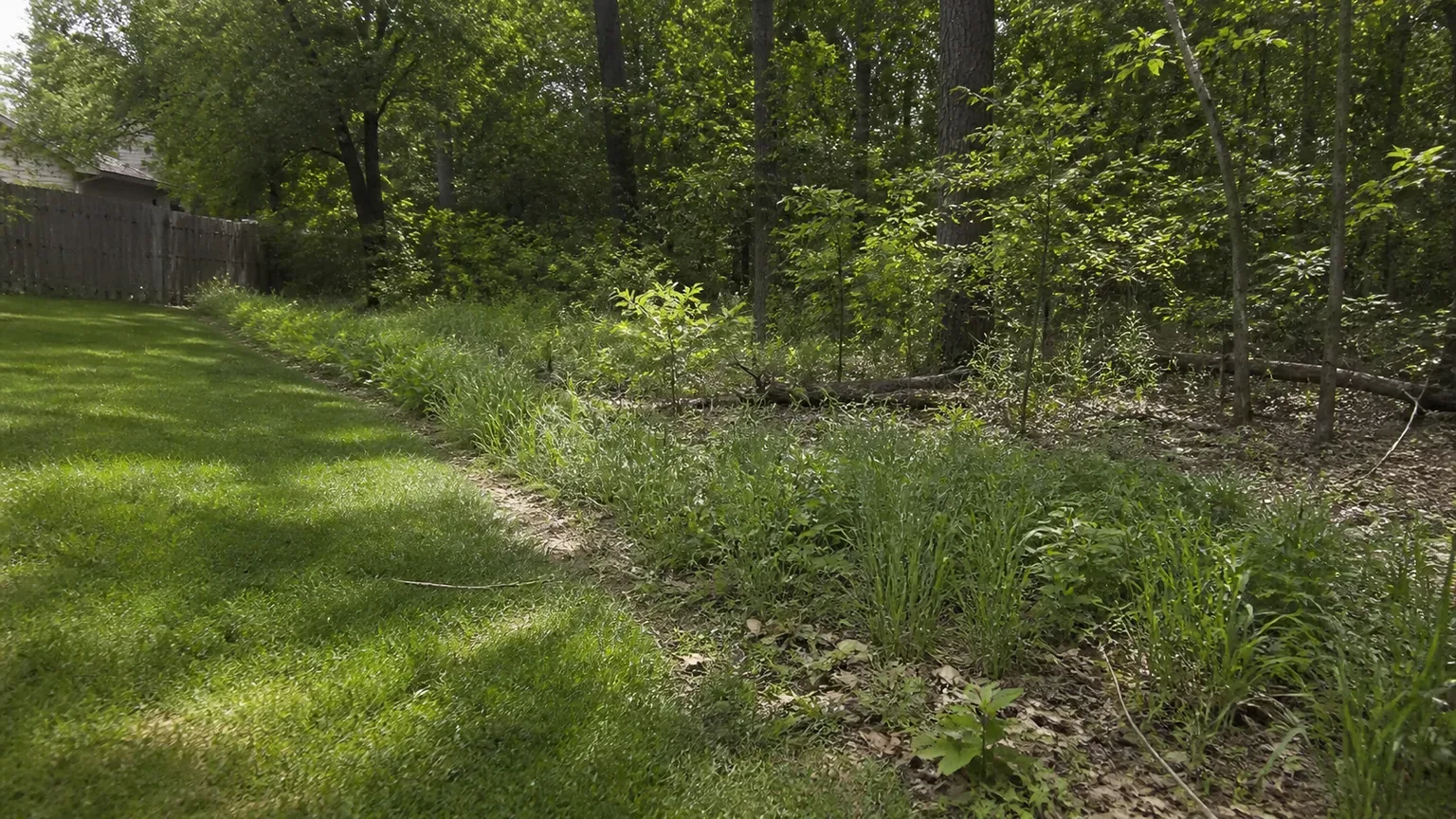 Shaded woodland edge beside a maintained lawn where chigger hot spots can develop