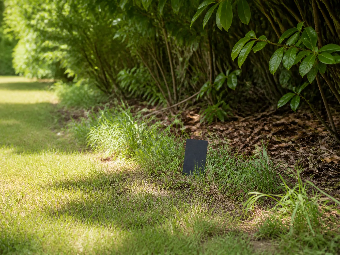 Mowed lawn buffer beside shady shrubs and leaf litter with a dark card set up for a chigger hot-spot check