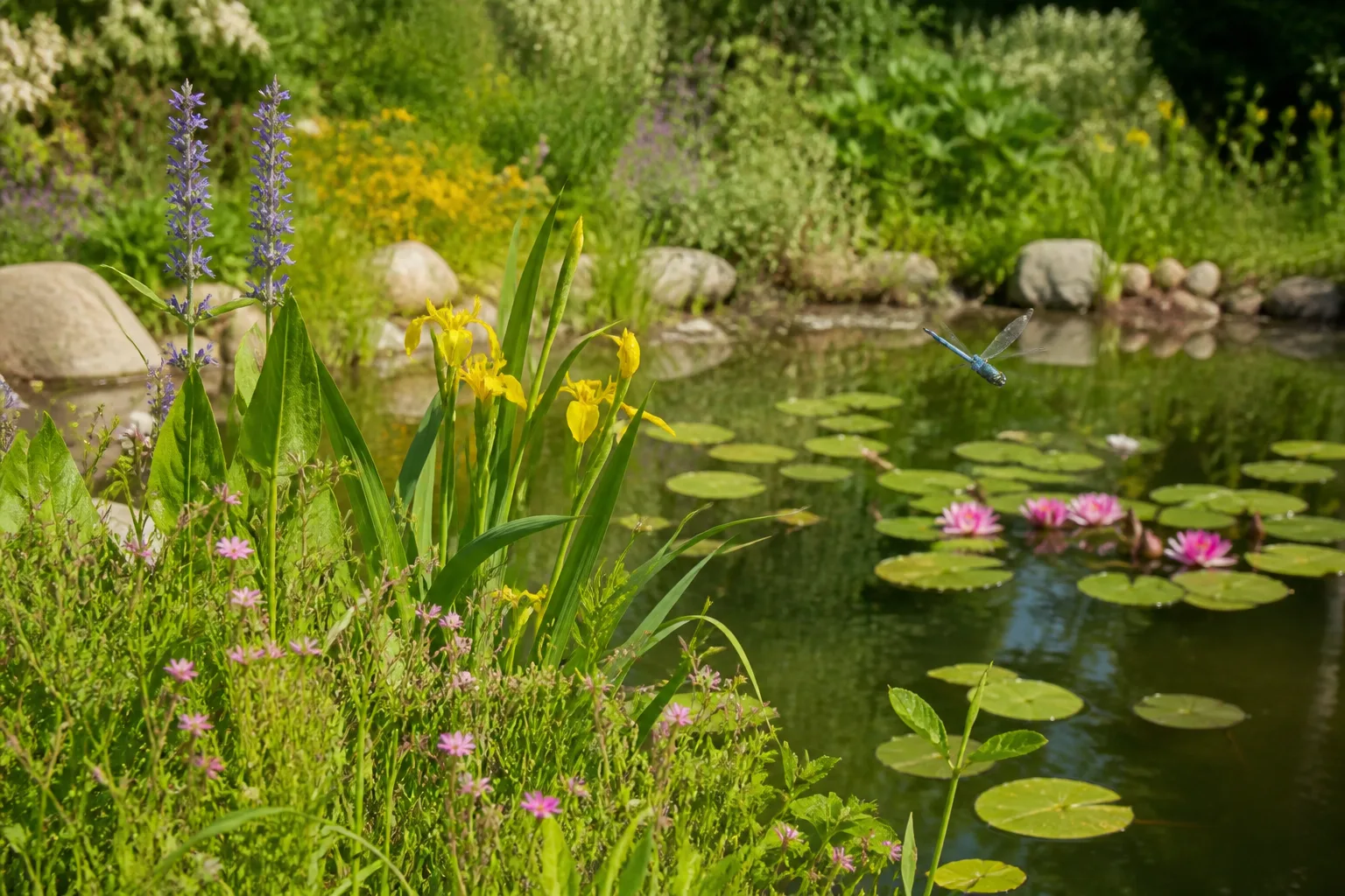Blue dragonfly hovering over a sunny backyard wildlife pond with water lilies and shoreline plants