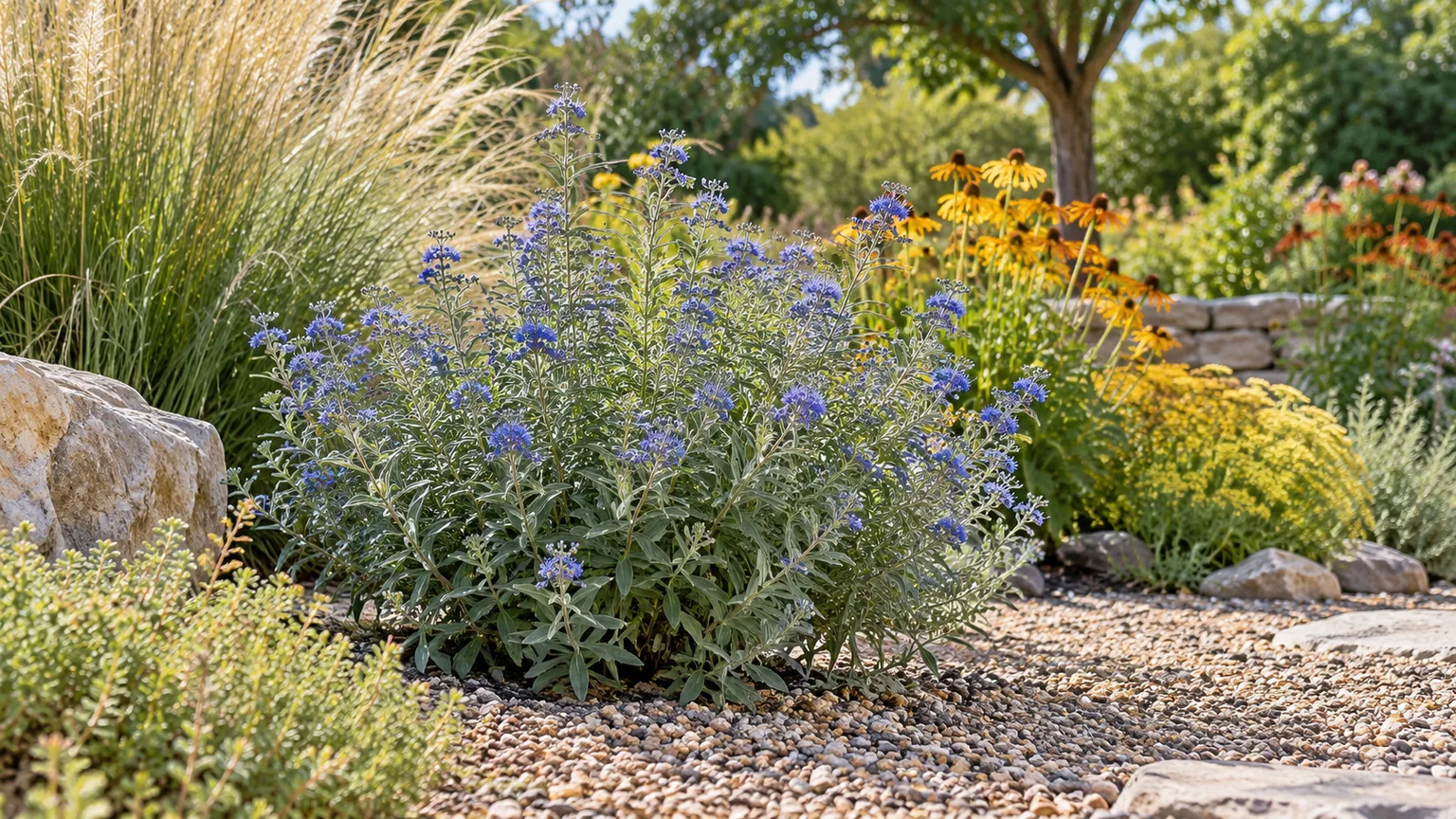 Bluebeard growing in a sunny, free-draining border with ornamental grass and late-summer flowers