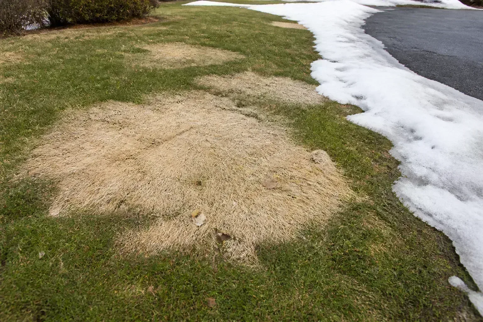 Cool-season lawn at late-winter snowmelt showing tan matted snow mold patches where snow sat along a driveway drift
