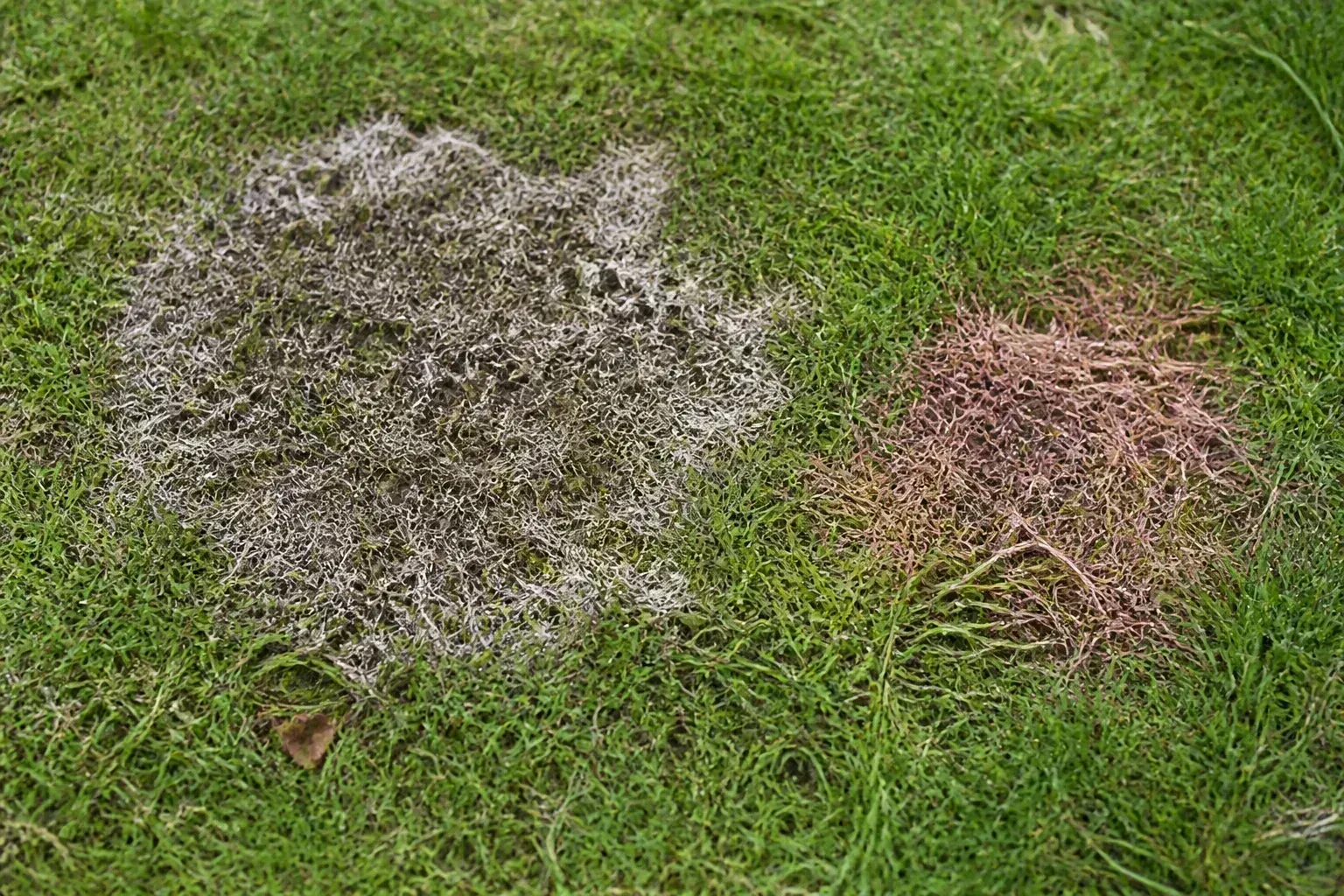 Tan-gray and pinkish matted snow mold patches side by side on moist spring lawn grass