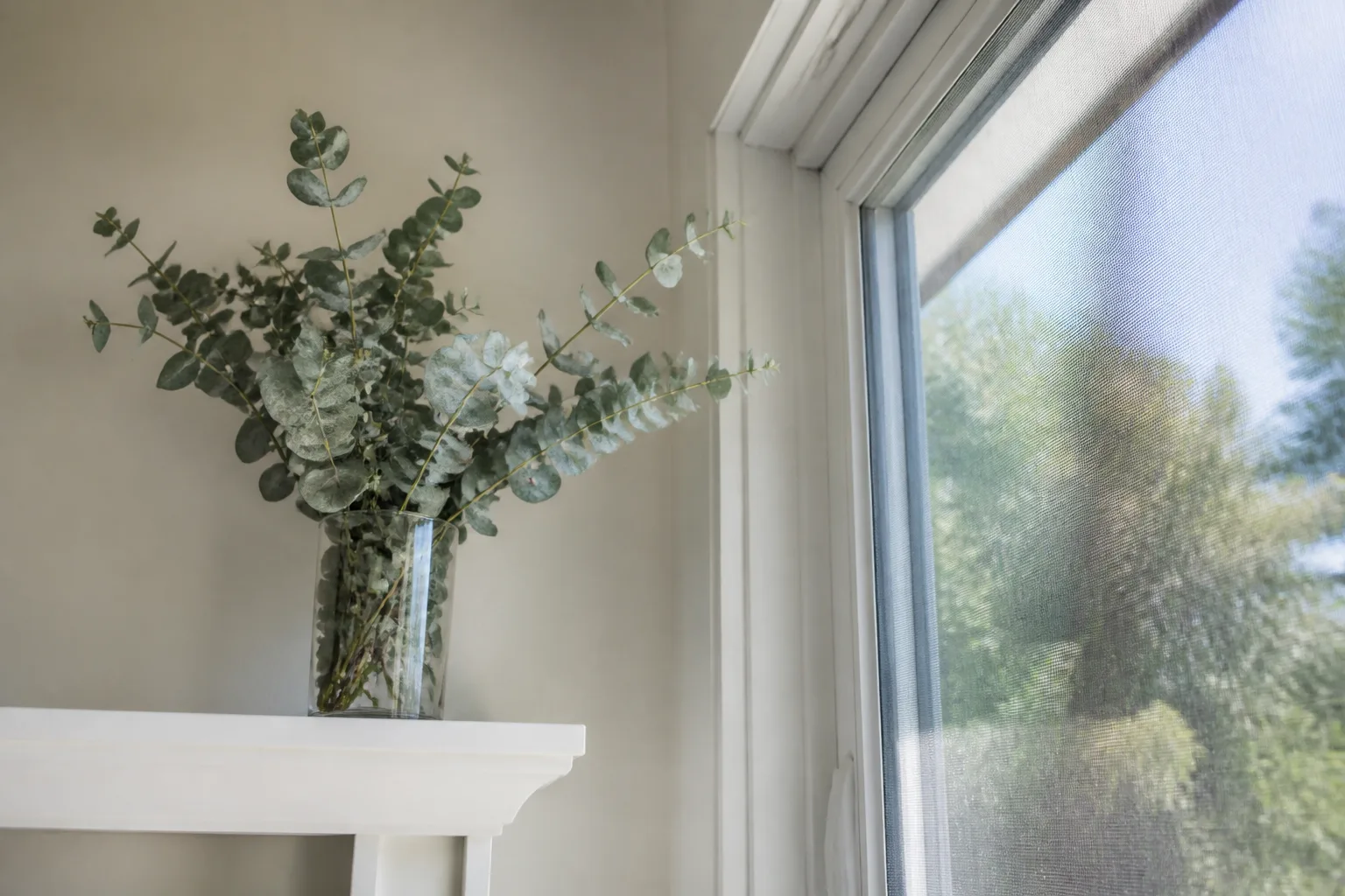Silver dollar eucalyptus stems arranged in a glass vase beside a bright window