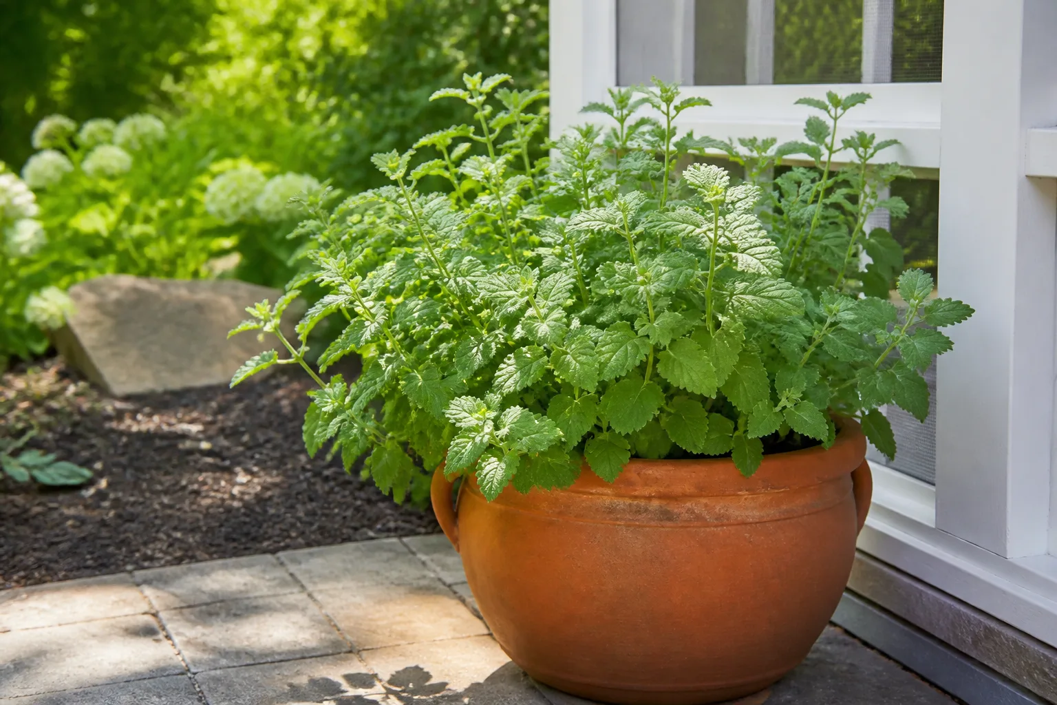 Catnip growing in a protected container on a sunny porch