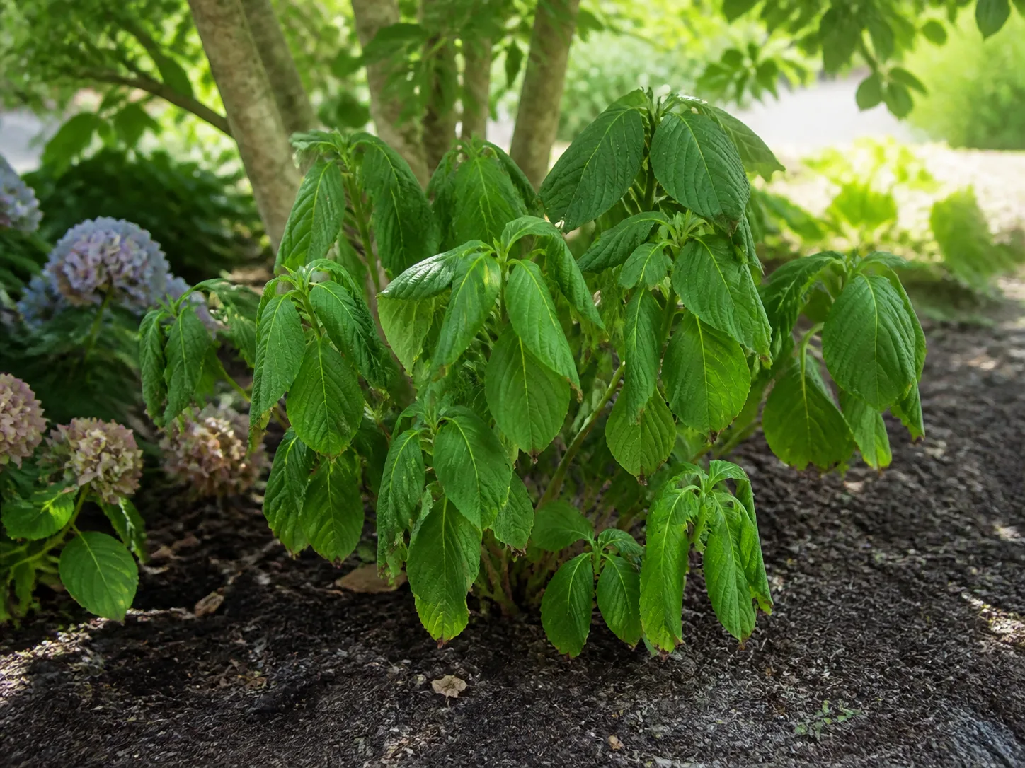A wilted hydrangea with the soil and mulch visible around its root zone