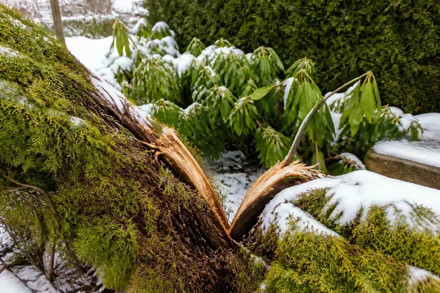 Splayed arborvitae and bent rhododendron stems after heavy snow with visible branch damage