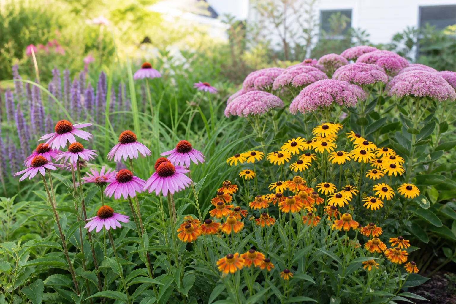 Mixed late-summer perennial border with coneflowers, sedum, and helenium in full sun