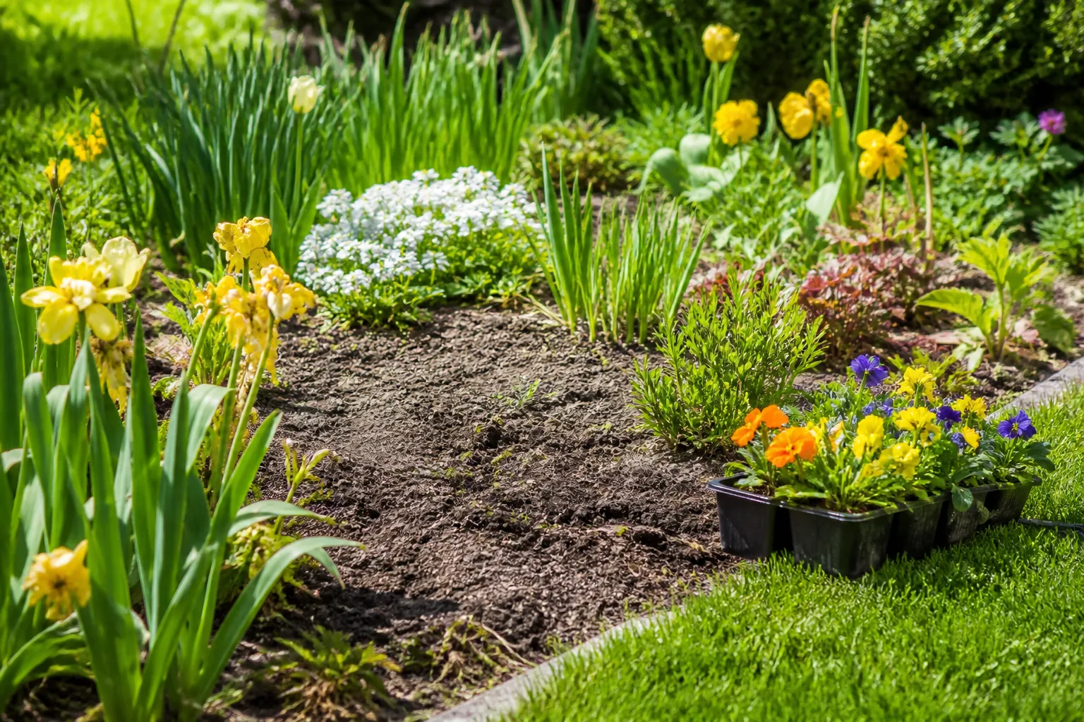 Hero illustrating what to plant in bare garden spots for summer coverage
