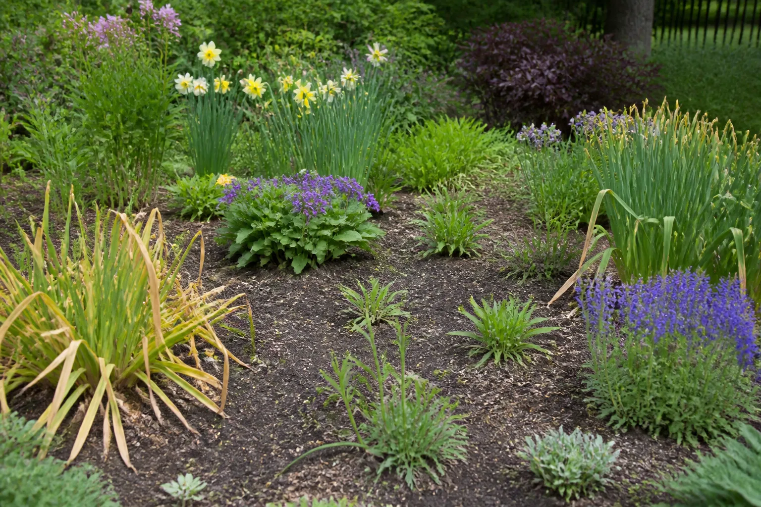 Why Bare Garden Spots Appear In Late Spring for why bare garden spots appear in late spring
