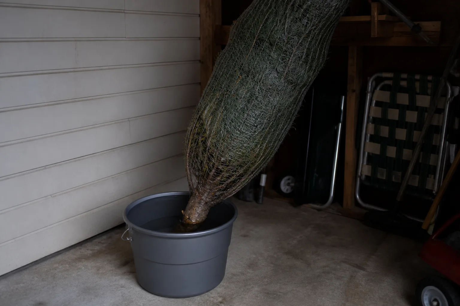 Fresh Christmas tree stored in an unheated garage with trunk submerged in a bucket of water