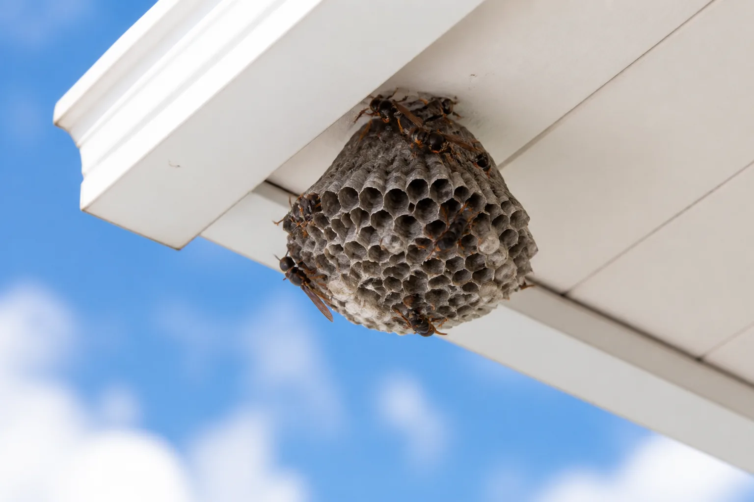 Open paper wasp comb attached to a house soffit with several wasps resting on the cells