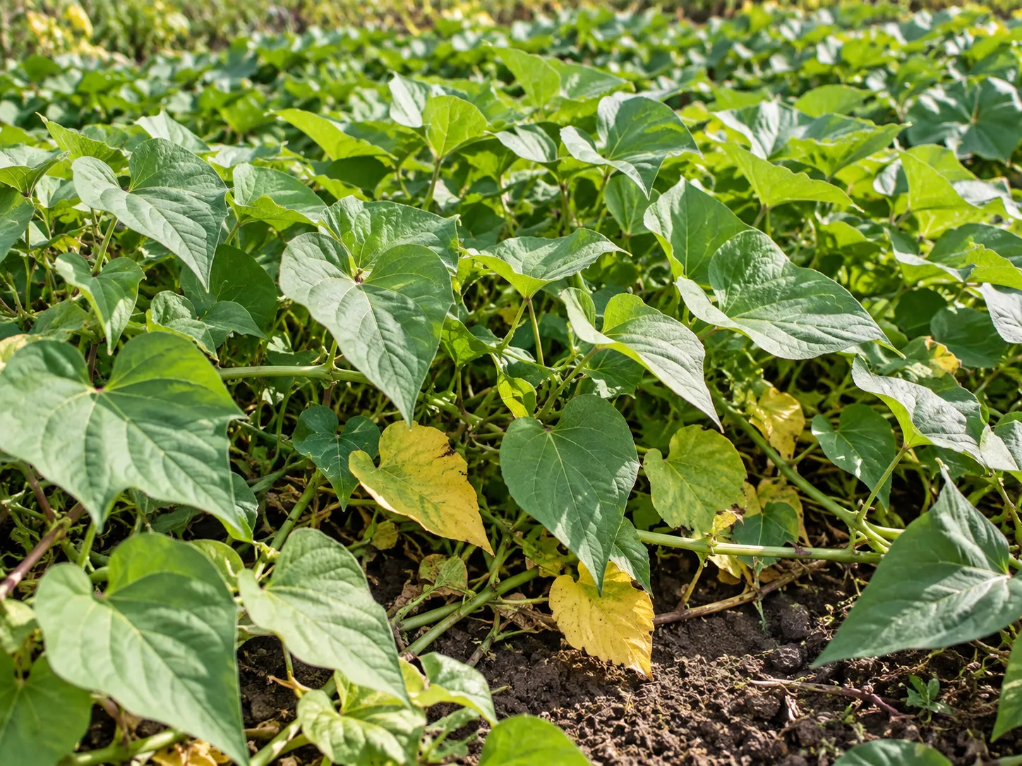 Healthy sweet potato vines with a few naturally yellowing older leaves late in the season.