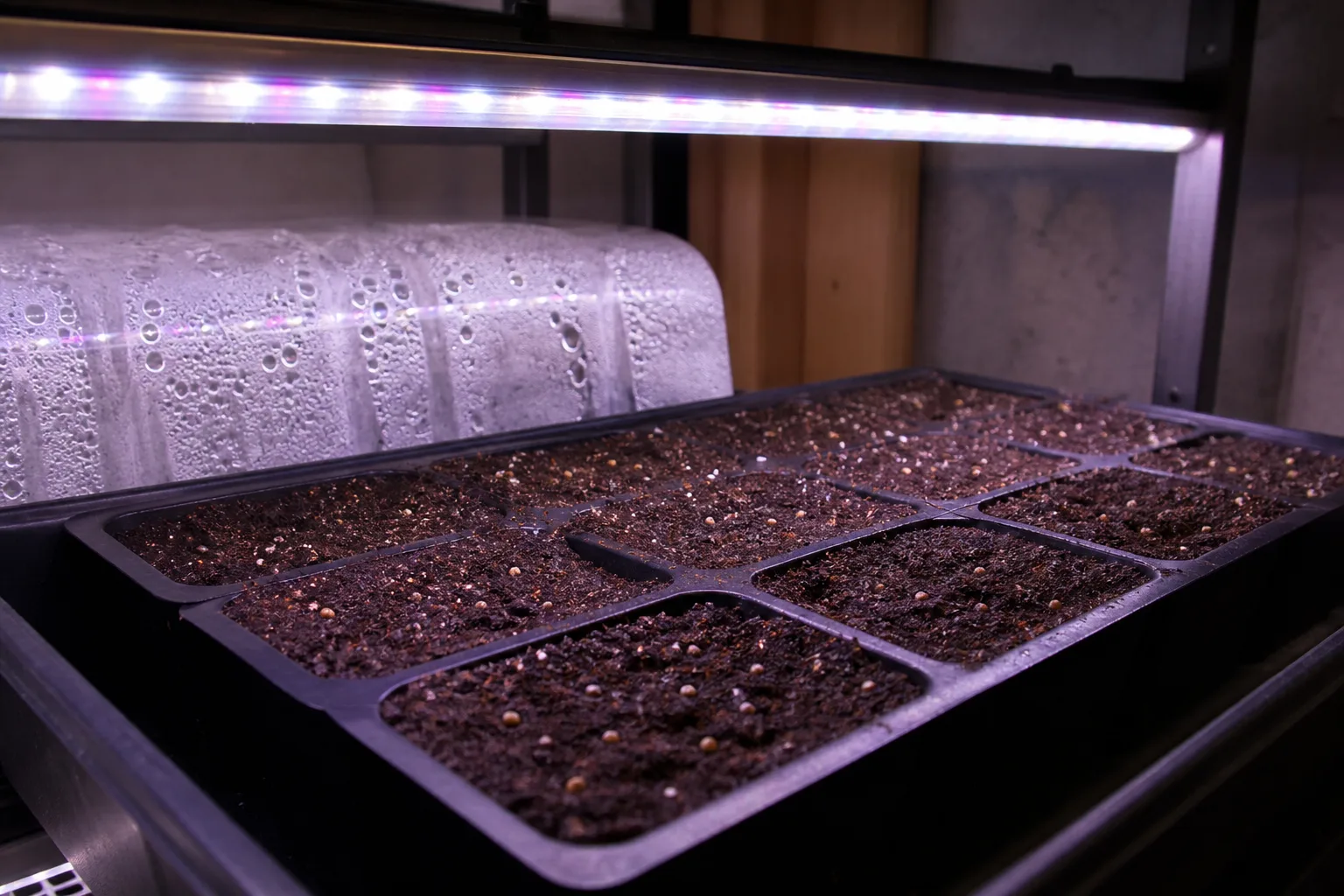 Seed-starting tray with strawberry seeds on the soil surface under LED grow lights and a humidity dome