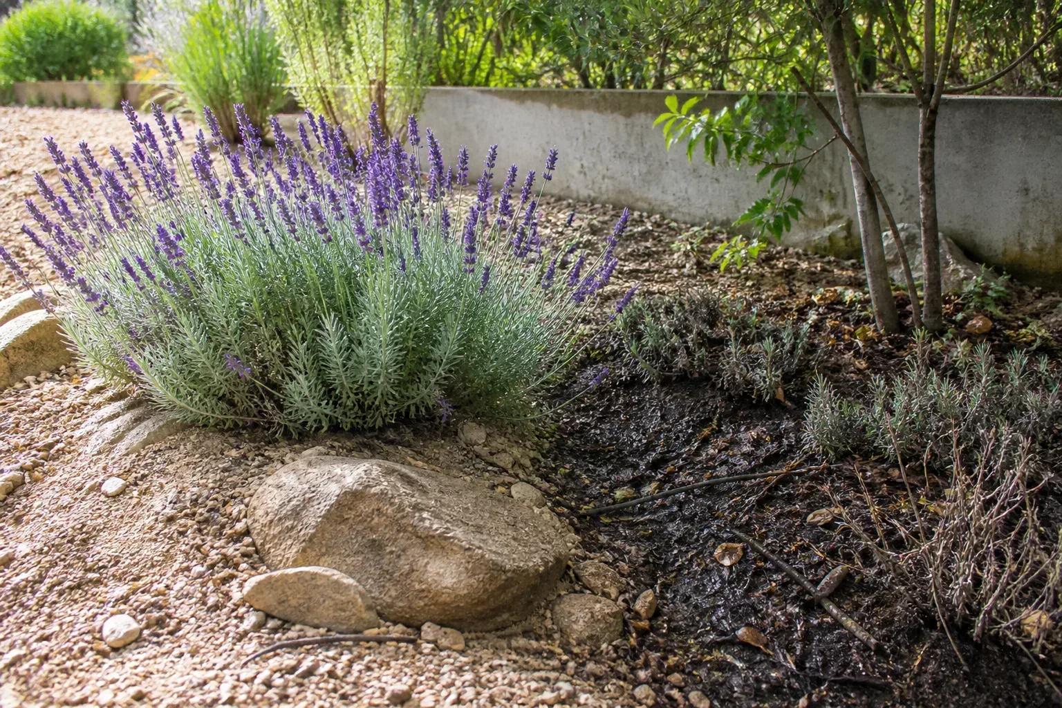 Why Lavender Punishes A Bad Site Faster Than Most Perennials for why lavender punishes a bad site faster than most perennials