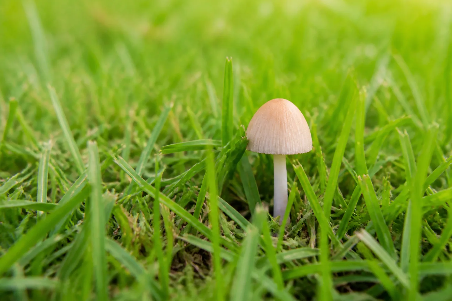 White mushrooms fruiting from lawn grass after rain, showing the visible caps above soil level