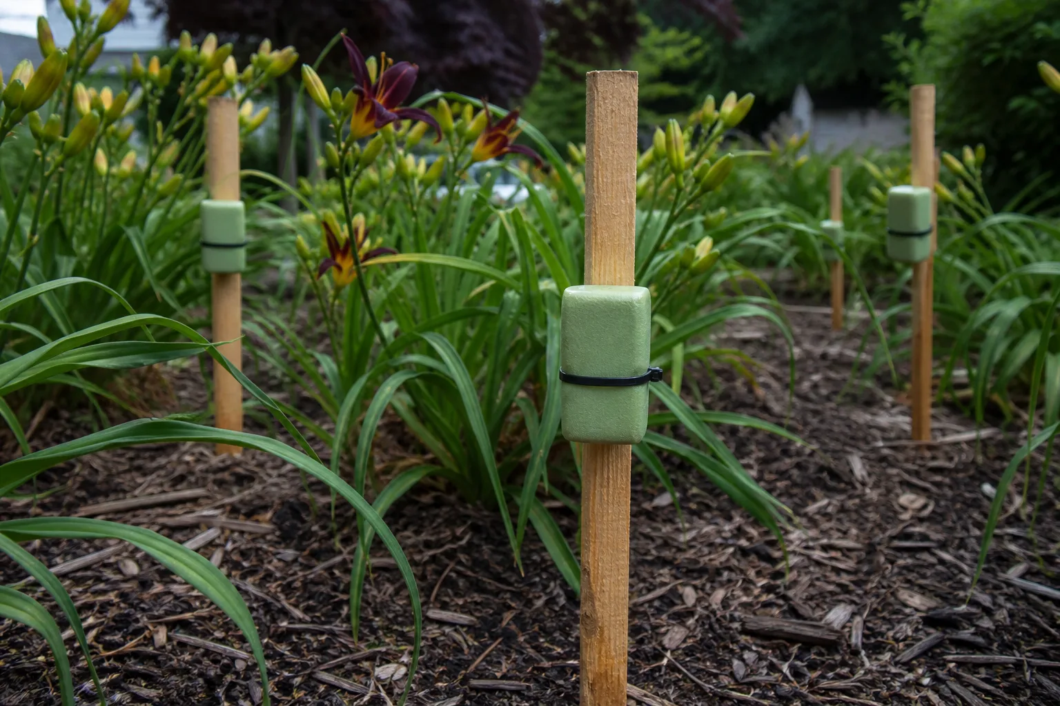 Half bars of strongly scented soap zip-tied to wooden stakes at nose height between daylilies in a mulched garden bed