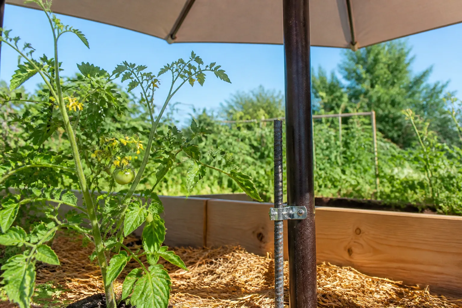 Shade cloth or patio umbrella protecting tomato plants from intense afternoon summer sun