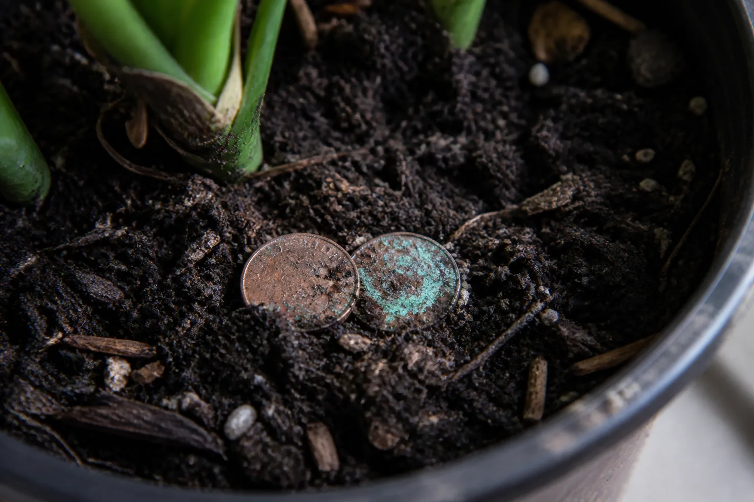 Corroded US pennies partially buried in damp houseplant potting soil