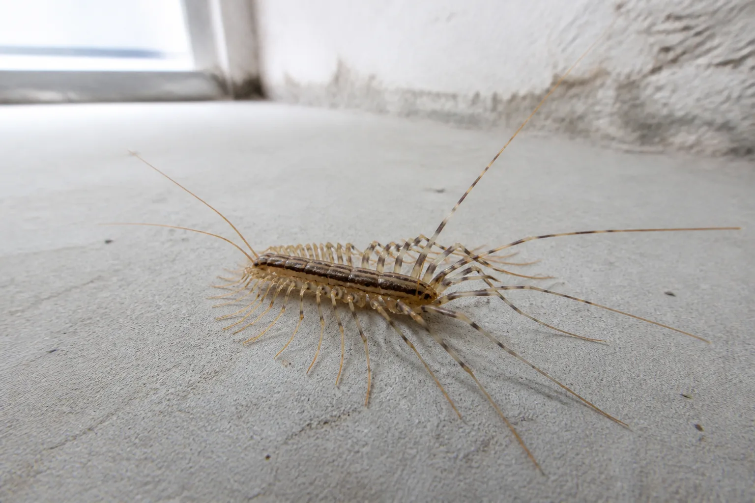 Close view of a house centipede showing long banded legs and striped yellow-gray body on a basement floor