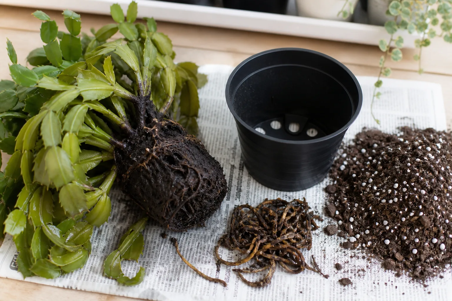 Overwatering Is The Most Common Cause for overwatering is the most common cause